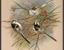 EdeBasil-TheLongTailedTit-sj. ���, �������