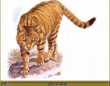 PO pfrd 075 Chat de Sicile. Dallet, 