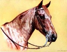 illustrated horse csg007 donald schwartz. , 