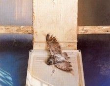 38070. �������, �������