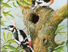 pa BasilEde 28 GreatSpottedWoodpecker. ���, �������