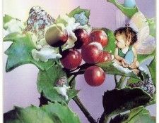 kb Cross Tom Win Holly Fairy. , 
