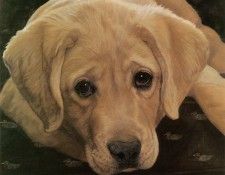 kb Weiss John-Yellow Labrador Retriever Pup. , 