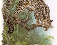 PO pfrd 025 Chat marbr�. Dallet, ������