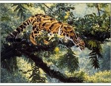 bs-na- Simon Combes- Jungle Phantom. ����, �����