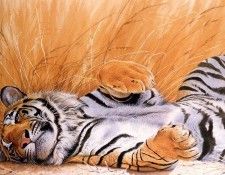 Boyer, Trevor - Tiger Rolling (end. �����, ������