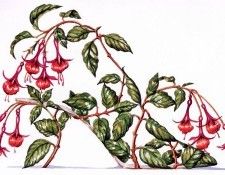 Dennis Kyte - Fuchsia, De. , 