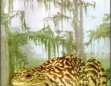 pa TonyOliver FrogsSingSongs 08b. , 