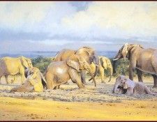 lrsAfrica04DonaldsonKim AldoElephantMudbath. , 