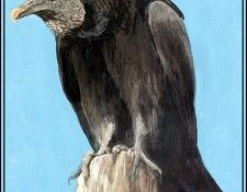 D50-AWE150-RB-Black  Vulture. Bansemer, 