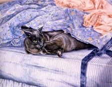 Fotherby, Lesley - Blue Cats Waking (end. Fotherby, 