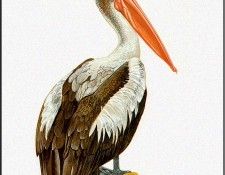 pa TonyOliver AustralianBirds 37 Pelican. , 