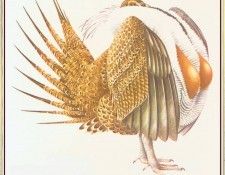 BarrettPeter SageGrouse-We. , 