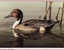 HautmanRobert Pintail Federal Duck Stamp 2001 We@ISC. Hautman ������
