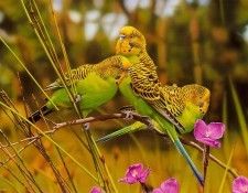 pa EgoGuiotto 03 Budgerigar. Guiotto, 