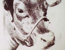 Warhol - Cow (3). ������, ����