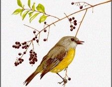 pa TonyOliver AustralianBirds 21 YellowRobin. , 