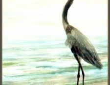 D50-AWE045-RB-Great Blue Heron 3. Bansemer, ������