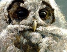 Birds 23 Young Spotted Owl, 1958 Robert Bateman sqs. Bateman, Роберт