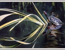 bs-na- Andrew Kiss- Slider( Turtle). �������, ������