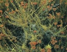 art 712. ������, �����