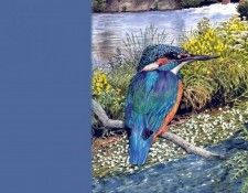 waters edge csg012 chalk stream kingfisher. , 
