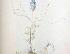 img512. ������, �����