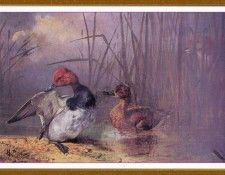 PopeAlexander Untitled-We. ����, ���������