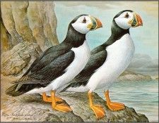 pa BasilEde 24 Puffin. , 