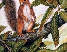 Twinney Dick Nature 008 Sun 3. Twinney, ���