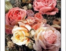 CSCU aping 2k3 wang ke yin 060. ��� ��� ��