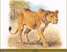 PO pfrd 042 Lionne. Dallet, 