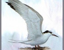 D50-AWE141-BR-Common Tern(Winter). Bansemer, 