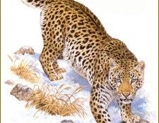PO pfrd 009 Lopard de lAmour. Dallet, 