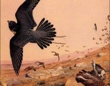 bs-na- Louis Agassiz Fuertes- Tiercel Gentle- A Hit On Grouse. Fuertes  
