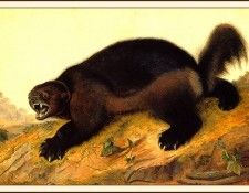 bs-na- Audubon- Wolverine. Audubon,  