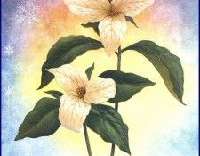 lrsTSP17SandersonRuth ASpringDay. ���������, ���