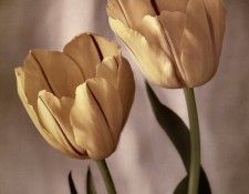 Tim Richter - Tulips, De. , 