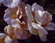 lrs Gerry Michael Roses With Dew.  