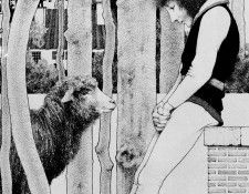 Maxfield Parrish Baa Baa Blacksheep, 1897 sqs. , Maxfield