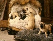 Eerelman Otto Nest Met Jonge Mastiffs. Eerelman, 