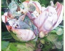 kb Cross Tom Sp Water Lily Fairy. , 