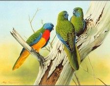 pa EricShepherd AP2004 07 Scarlet ChestedParrot. , 