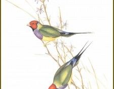 PO ptb 16 Diamant de Gould. ����, ����