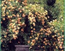 HeritageRoses Gold of Ophir-WeaISC. ����, Saxon