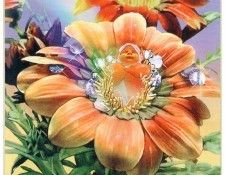 kb Cross Tom Sp Daisy Fairy. , 