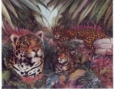 lrs Hart June Jaguar Family. , 
