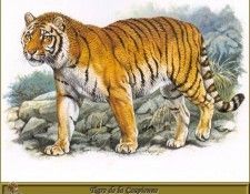 PO pfrd 040 Tigre de la Caspienne. Dallet, 