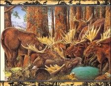 lrsBaseGraeme Waterhole05Moose. ����, ����