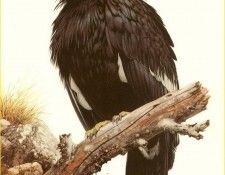 PO ppa 06 Condor de Californie. Brenders, Карл